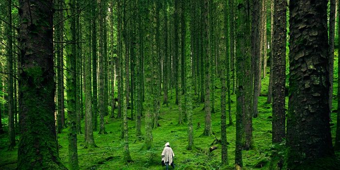 The Natural World May Help Mental Health, But Studies Lack Diversity