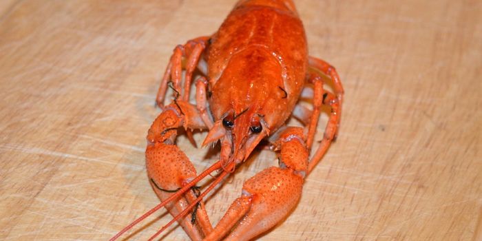 Can Lobster Shells Be Used to Produce Biodegradable Plastics?