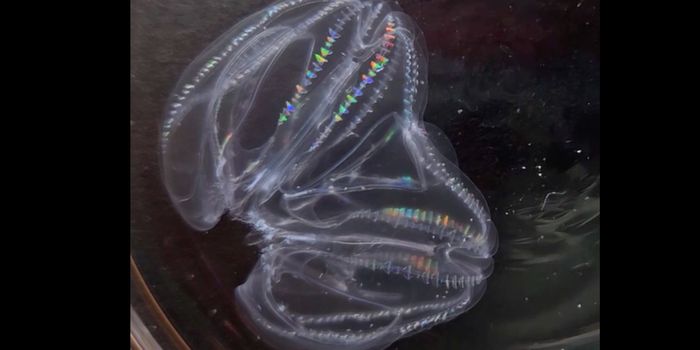 Two Comb Jellies Can Fuse Into One