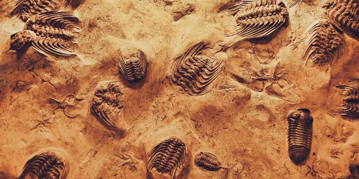 Oldest Fossilized Gnat Provides Clues into Life Following the Greatest Mass Extinction Event