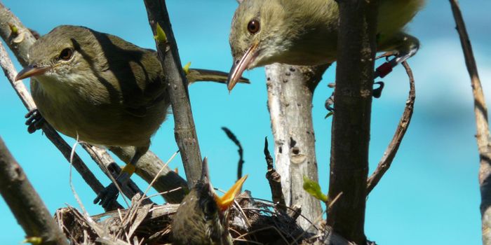 Females are Healthier, Live Longer When They Get Help Raising Offspring