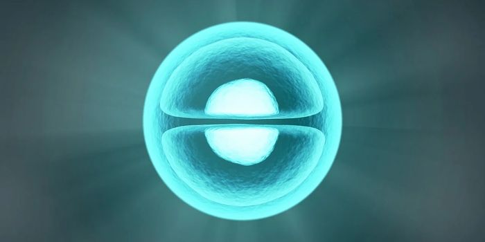 New Developmental Discovery of Immune Cells Improves Immunotherapy