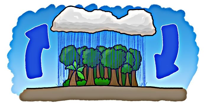 How do rain forests form?