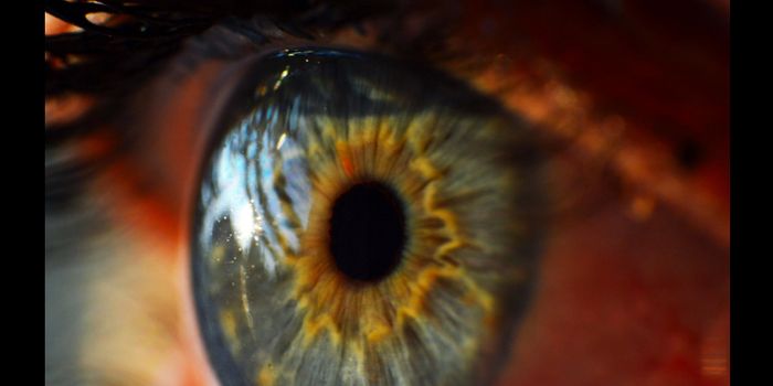 Major Leaps in Sight for Biosynthetic Cornea