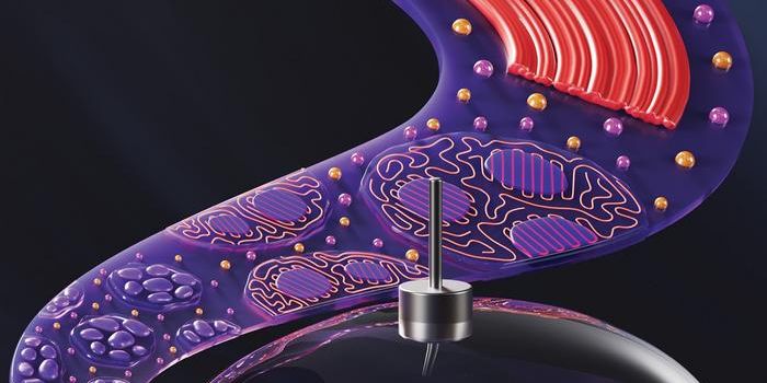 Functionalization of Polymer Networks for Diverse Applications