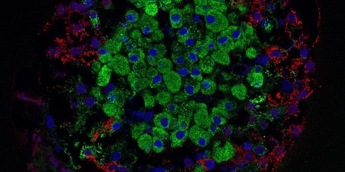 Functional Cells That Make Insulin Successfully Grown in the Lab