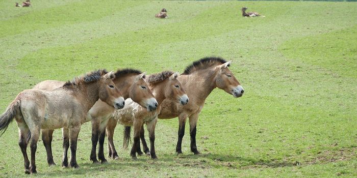 Meet the World's First Cloned Przewalski's Horse