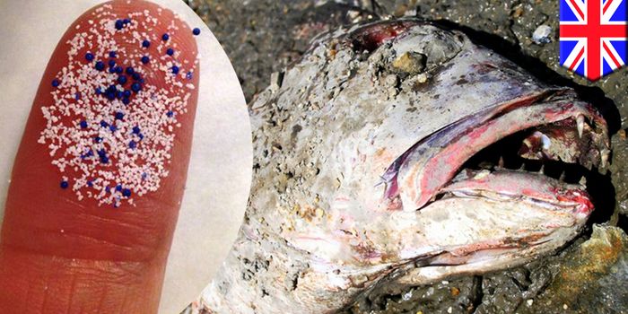 Is Your Face Wash Killing Fish?