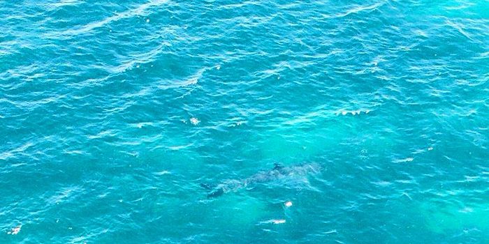 This Massive Great White Shark Was Pictured Near Australia
