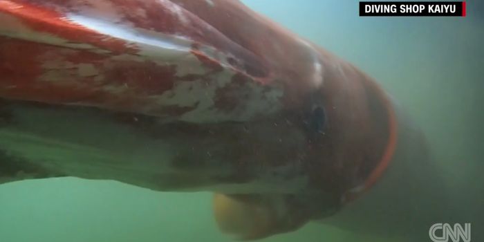 Check Out this Footage of a Giant Squid Off the Coast of Japan