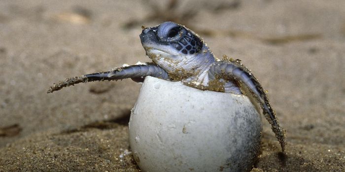 The fight for survival: endangered sea turtles and impoverished Mexicans
