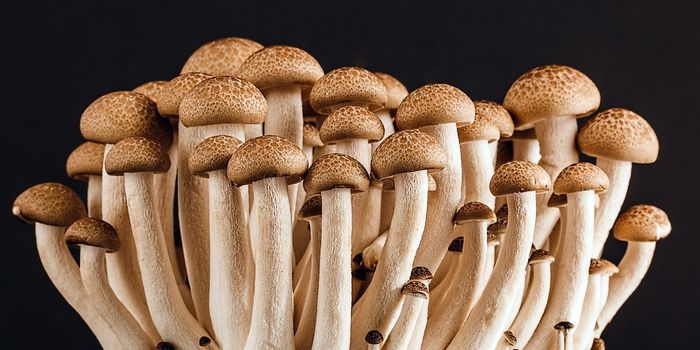 The Future is Fungi!