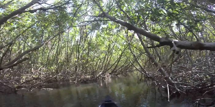 Coastal ecosystems are threatened by nitrite from climate change