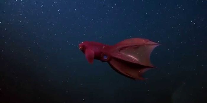 The Vampire Squid From Hell