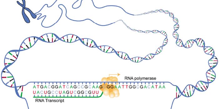 The Harmony of Transcription and Translation