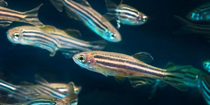 How Zebrafish Reveal The Truth About The Human Heart