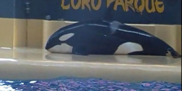 Video of SeaWorld Orca Beaching Itself Outrages Park-Goers