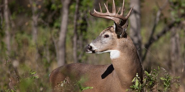 White-Tailed Deer Are Helping Invasive Plant Species Thrive, Study Finds