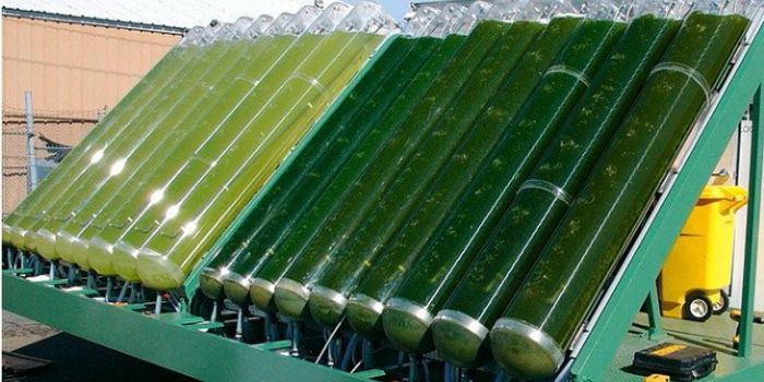 Reusing residue: algal extract for synthethic chemical production