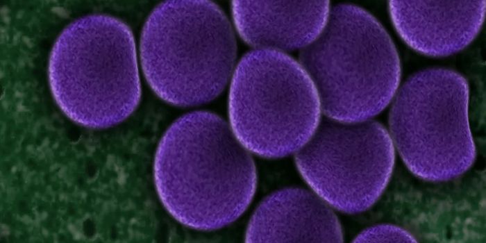 Diet Intervention Generates Lasting Immunity in Vaccine Strategy