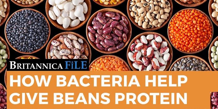 Bacteria Responsible For Protein Rich Vegetables