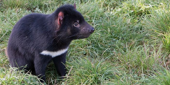 Do Tasmanian Devils Hold the Key to Tumor Inhibition?