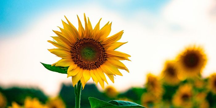 High Optimism Linked to Living Past 90 in Women