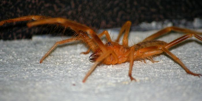 Miss Muffet's Worst Nightmare