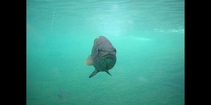 Here's How Largemouth Bass 'Suck' In Their Prey, And Why it Matters