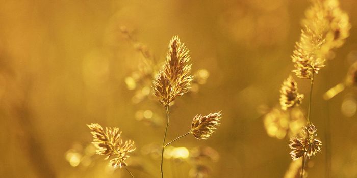 2-3 Hour Interview Predicts Dementia Risk Over 15 Years