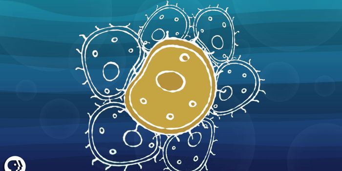 How Did Cells Evolve into Multicellular Organisms?