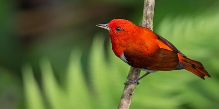 A new hybrid songbird from Pennsylvania