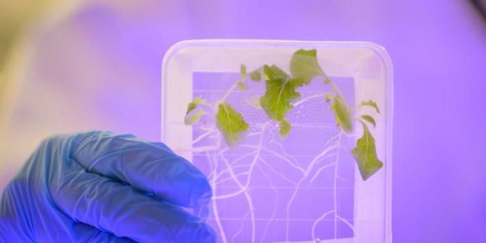 Space-Grown Lettuce Faces Food Safety Concerns on the ISS
