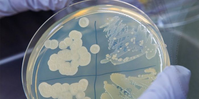 Scientists Create Artificial Life with a Synthetic Genome