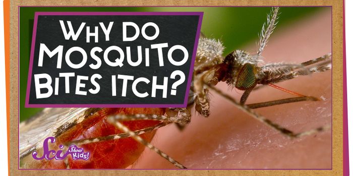 Why Do Mosquito Bites Itch?