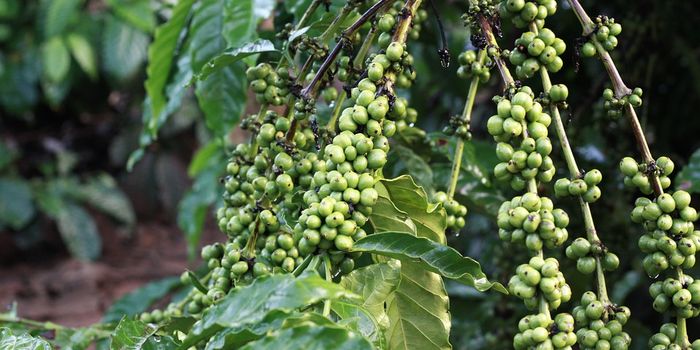 The pros and cons of agroforestry