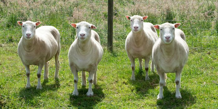 Study Finds Cloned Animals Don't Live Half-Lives