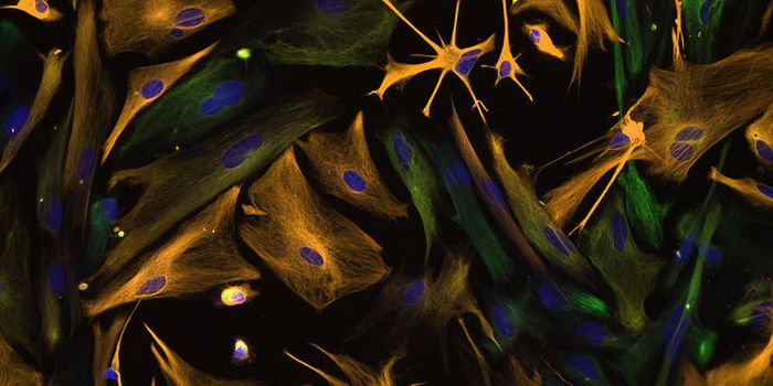 Unraveling the Complexities of Protein Regulation in Stem Cells