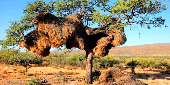 Sociable weaver birds build huge communal nests