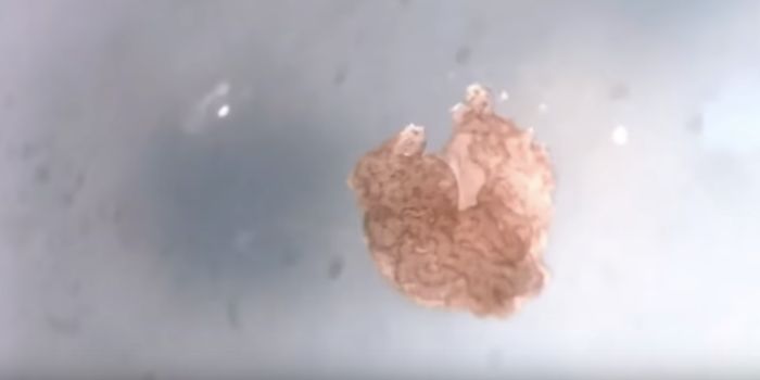 Scientists Engineer a New Kind of Life Form