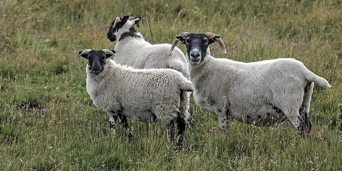 Understanding How Animals Make Seasonal Adaptations