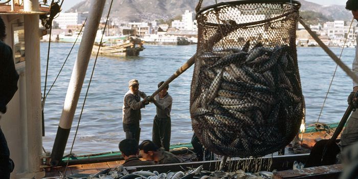 FAO: Global Fish Consumption Pegs Out at New Record High