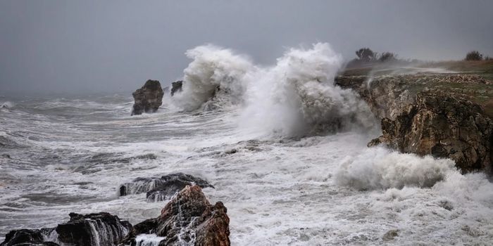 Marine Microbe Survey Reveals Potential Problem-Solvers