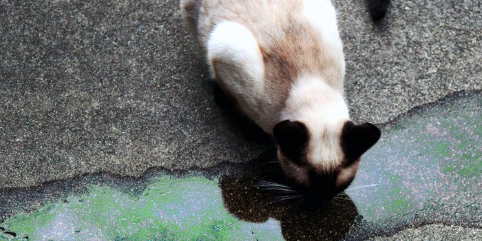 PSA: Be Mindful of Animals When Maintaining Your Car's Antifreeze for the Winter