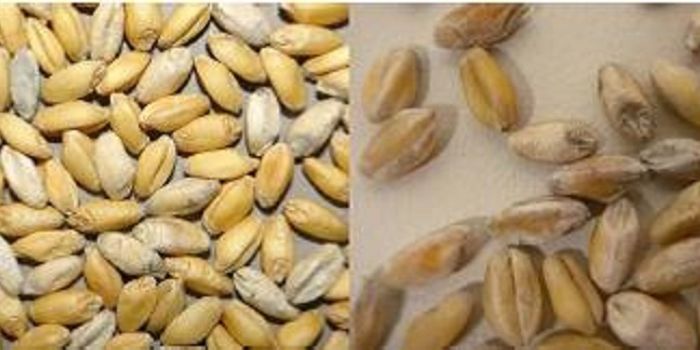 Emerging Fungal Disease in Wheat Discovered