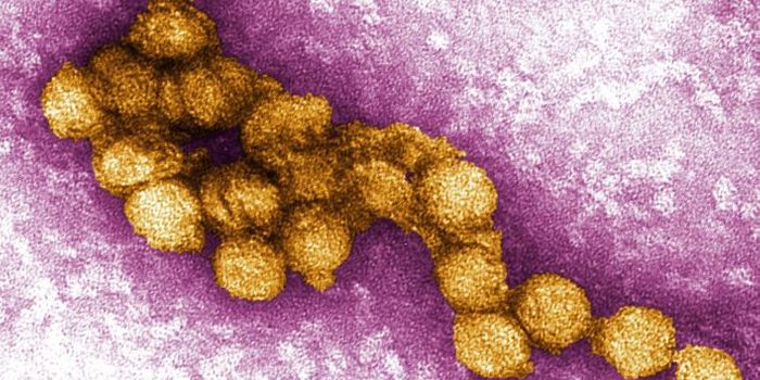Human Antibody That can Neutralize West Nile Virus is Found