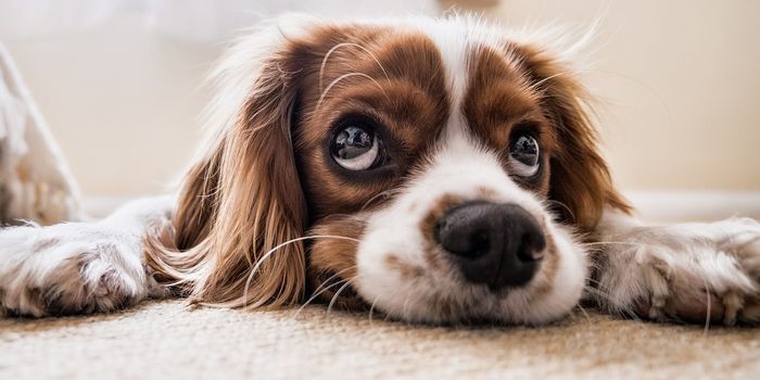 Survey Finds 38% of Danish Dog Owners Give Their Pets Cannabinoids