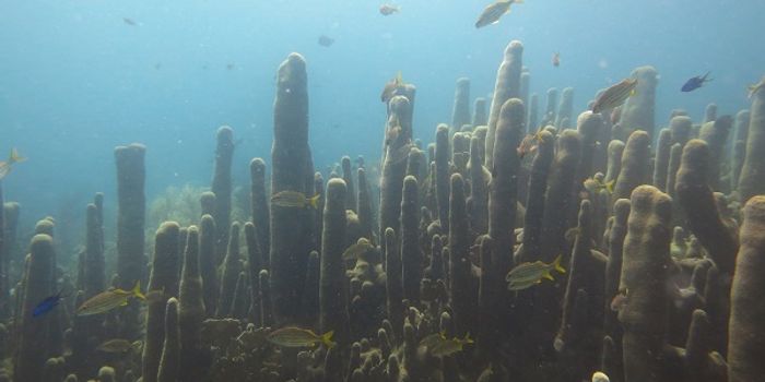 Peek Into Rare Coral Mating Ways, Baby Days