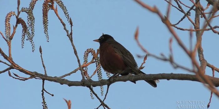Musical Genes That Humans Share with Birds