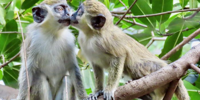 Where Did the Monkeys Near Fort Lauderdale Airport Come From?